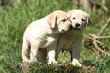 LABRADOR 1161
